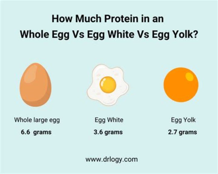 1 Egg Contains How Much Protein