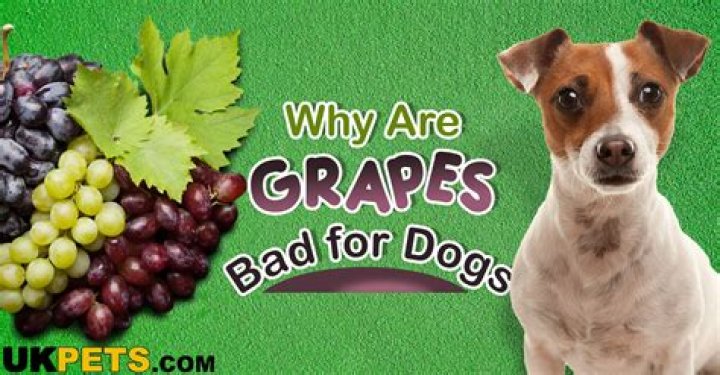 Are Grape Stems Bad For Dogs