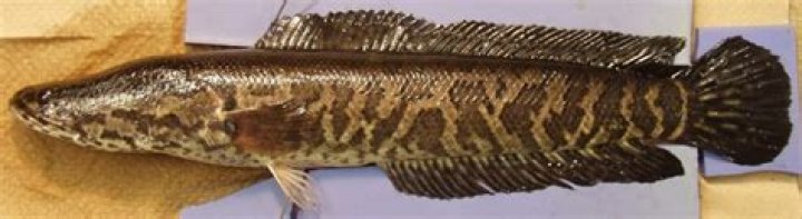 Are There Snakehead Fish In Ohio