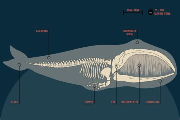 Are Whales Mammals And Not Fish