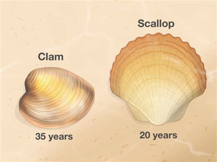 Can clams leave their shells