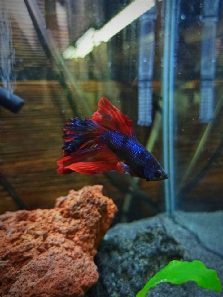 Can You Use Tap Water For Betta Fish