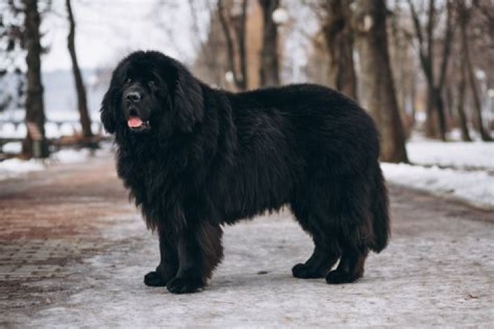 Do Newfoundland Dogs Shed