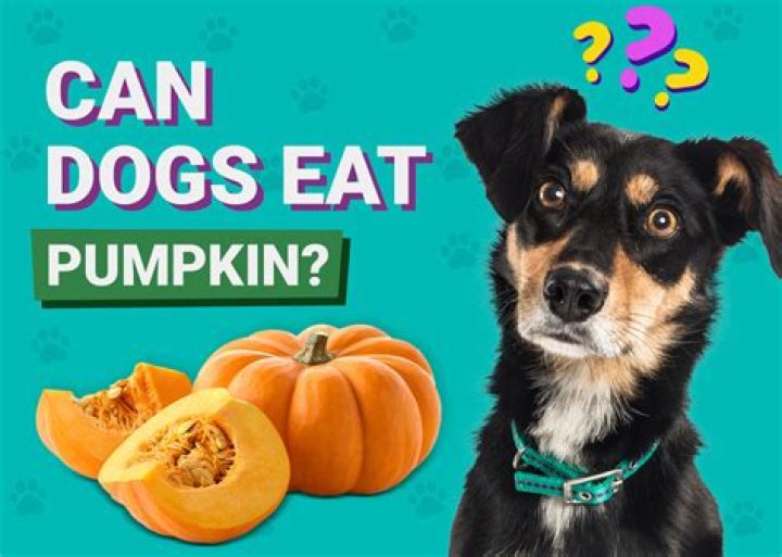 Does Canned Pumpkin Help Dogs Stop Eating Poop