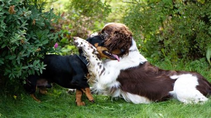 How Long Are Dogs Locked Together After Mating