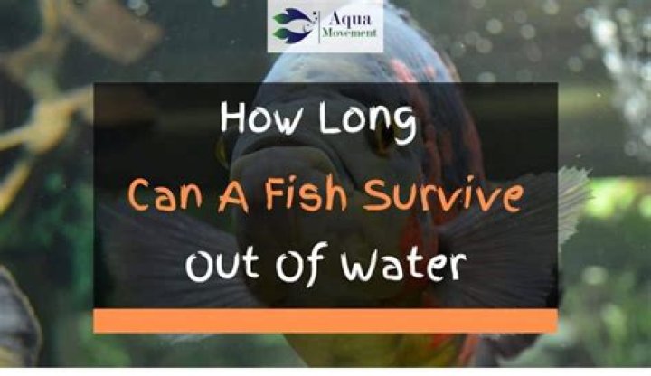 How Long Can Betta Fish Survive Out Of Water