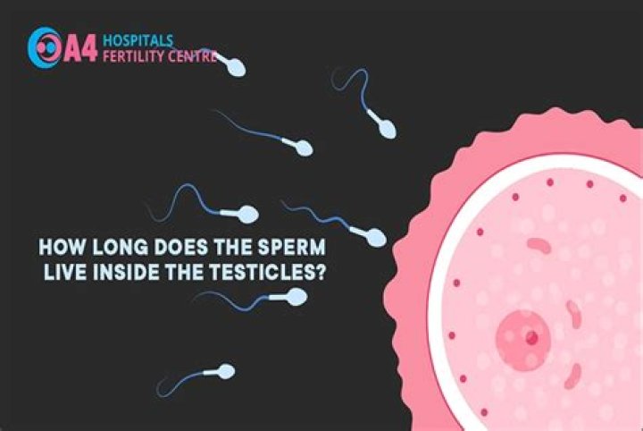 How Long Does Sperm Live Inside A Dog