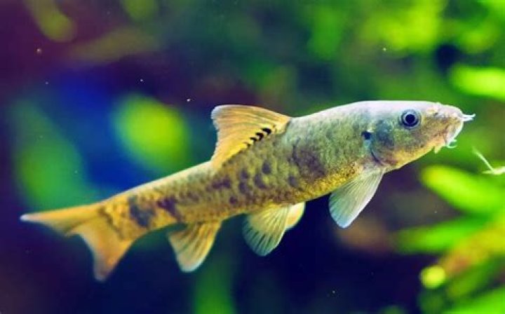 How Much Do Garra Rufa Fish Cost