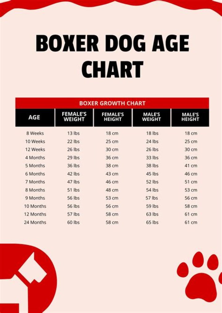 How To Make Boxer Dog Fat
