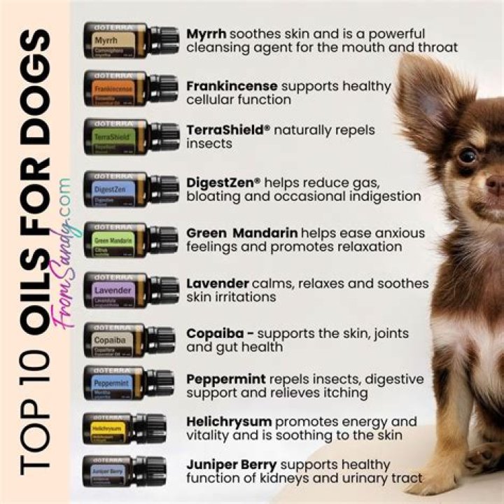 Is Almond Oil Good For Dogs Skin