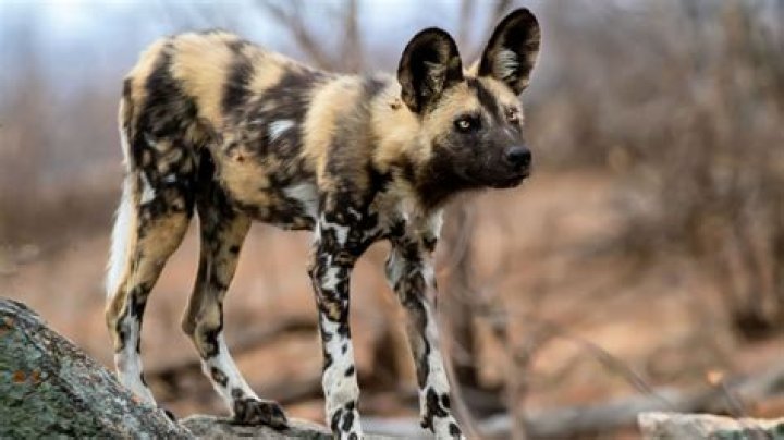 Question: Are African Wild Dogs Apex Predators