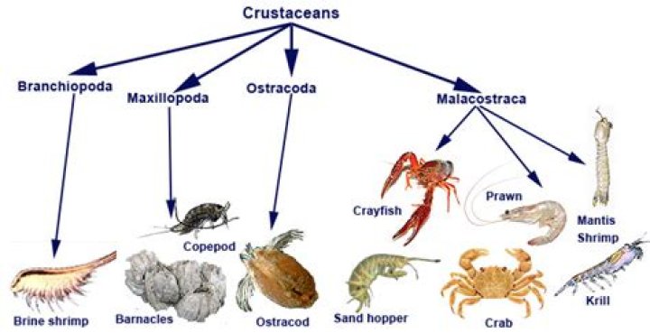 Question: Are All Crustaceans Fish