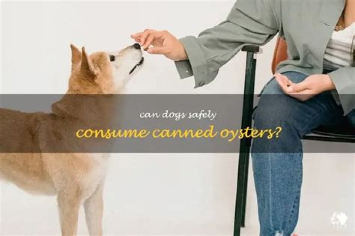 Question: Are Canned Oysters Good For Dogs