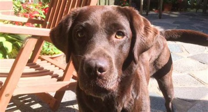 Question: Are Chocolate Labs Good Duck Dogs