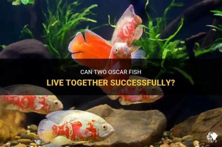 Question: Can 2 Oscar Fish Live Together