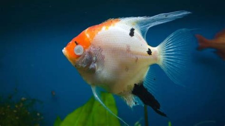 Question: Can Cloudy Eye Kill A Fish