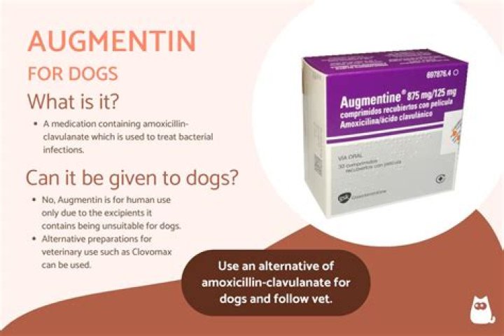 Question: Can You Give A Dog Augmentin For Ear Infection