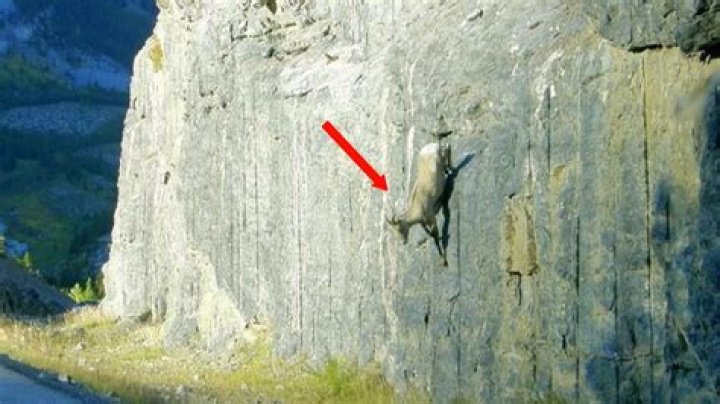 Question: How Can Goats Climb Cliffs