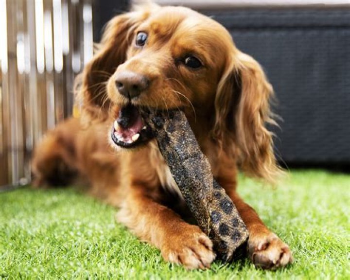 Question: How Many Rawhides Can A Dog Have In A Week