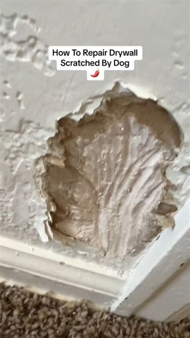 Question: How To Repair Drywall Scratched By Dog