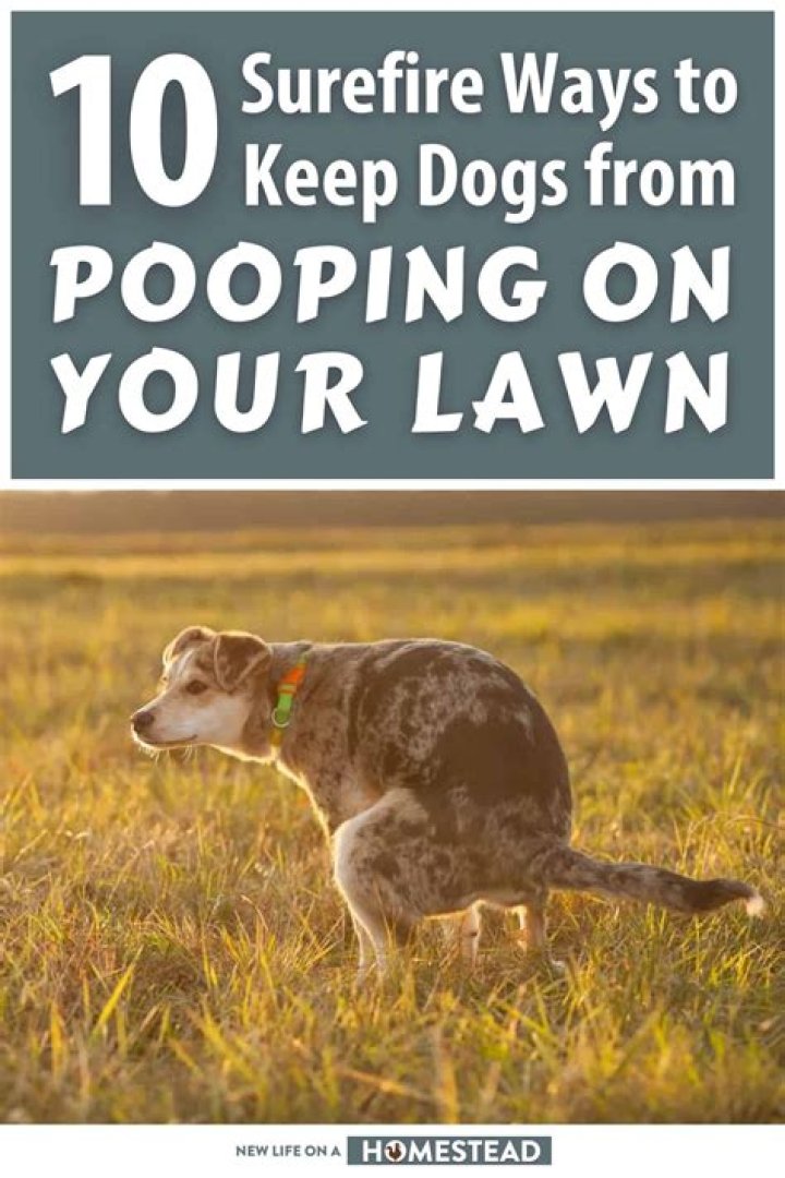 Question: How To Stop Dogs Pooping On Artificial Grass