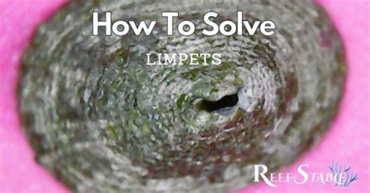 Question: How To Use Repair Limpets On Myself