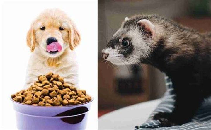 Question: What Dog Food Can You Feed Ferrets