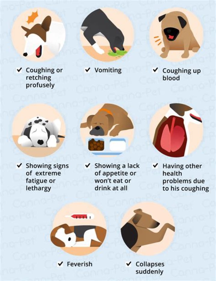 Question: Why Does My Dog Cough When Excited