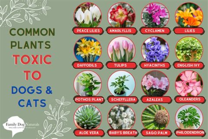 Quick Answer: Are Camellias Poisonous For Dogs