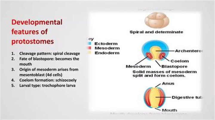 Quick Answer: Are Fish Deuterostomes Or Protostomes