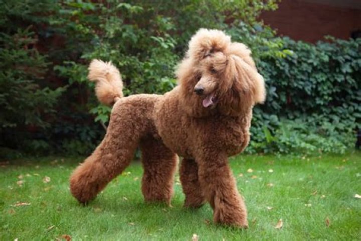 Quick Answer: Are Giant Poodles Good Guard Dogs