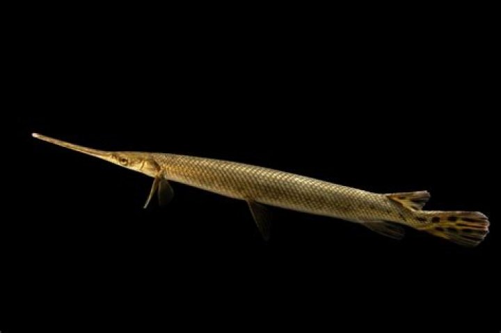 Quick Answer: Are There Gar Fish In Michigan