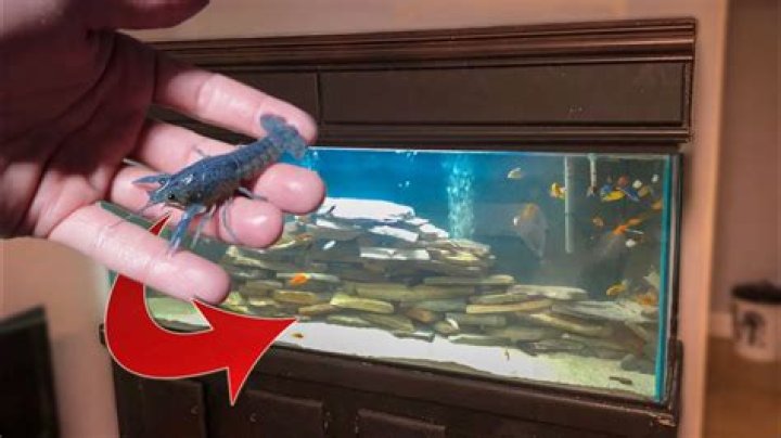 Quick Answer: Can I Put A Lobster In A Fish Tank