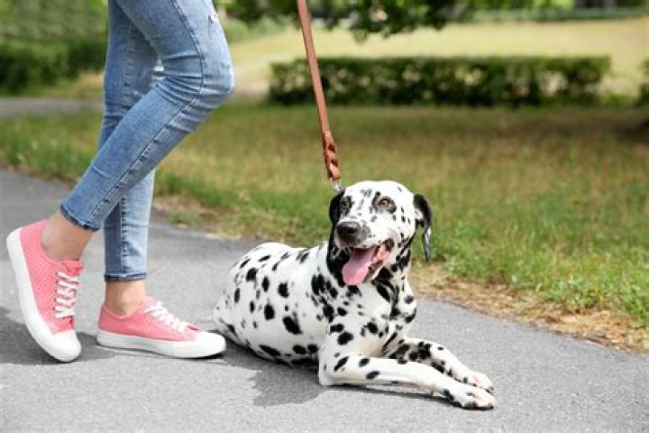 Quick Answer: Do Dalmatians Make Good Service Dogs