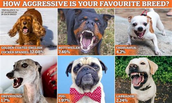 Quick Answer: Does Raw Meat Make Dogs More Aggressive