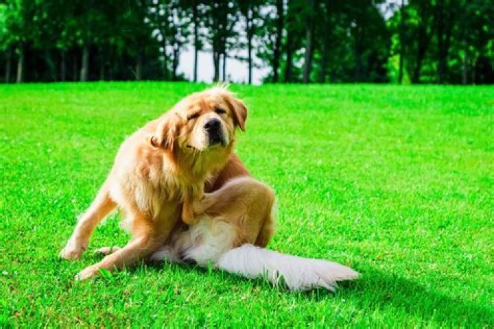 Quick Answer: How Much Does It Cost For Deworming A Dog