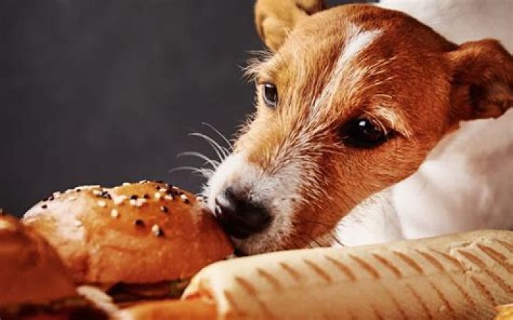 Quick Answer: Is Potato Bread Bad For Dogs