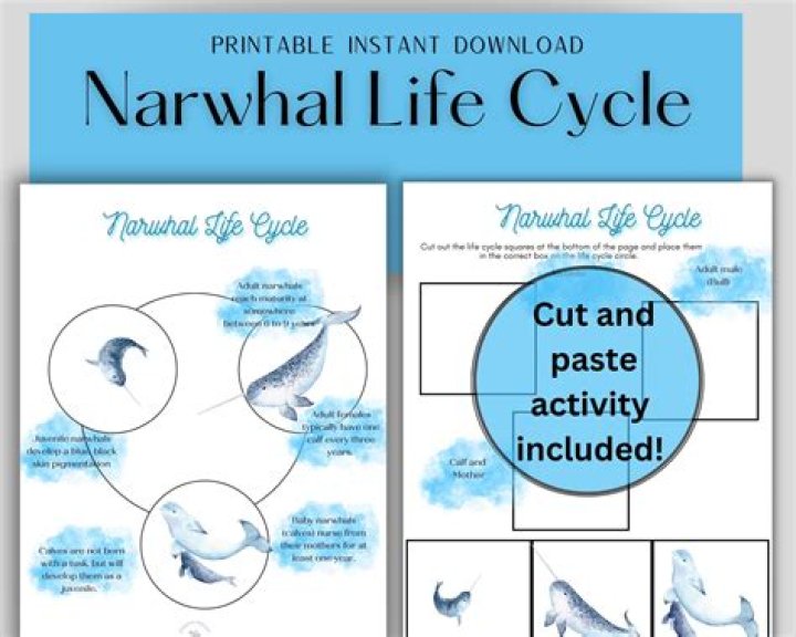 Quick Answer: What Is The Life Cycle Of A Regal Marine Boat