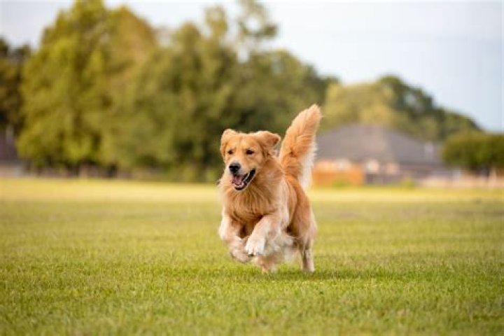 Quick Answer: What To Do When A Dog Is Chasing You