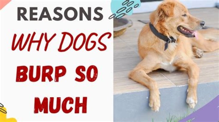Why Does My Dog Burp So Much